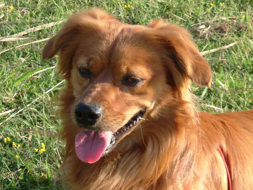 Qui ci sono troppi gatti, apriamo una discussione cani